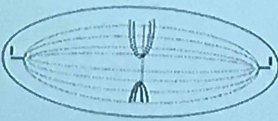 Métaphase de Deuxième division méiotique.jpeg