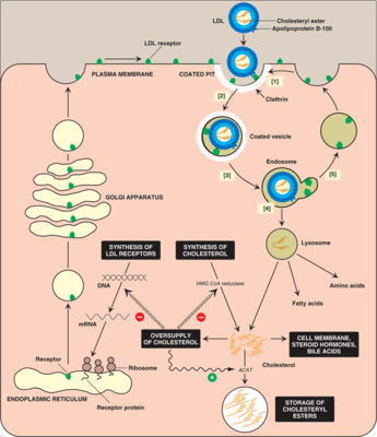 LDL-receptor1.png