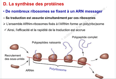 ribosome 2.png