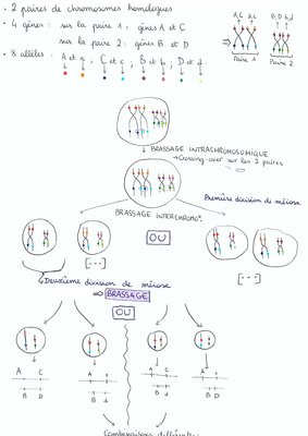 BRASSAGE MÉIOSE.jpg