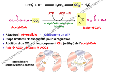 Capture d’écran 2018-11-03 à 21.12.46.png