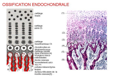 Capture d’écran 2018-11-11 à 21.38.50.png