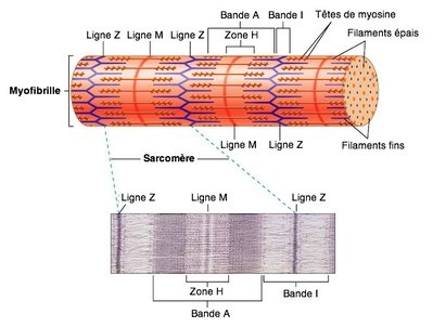 sarcomère myofibrille détails.jpg