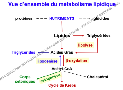 Capture d’écran 2018-10-10 à 20.38.39.png