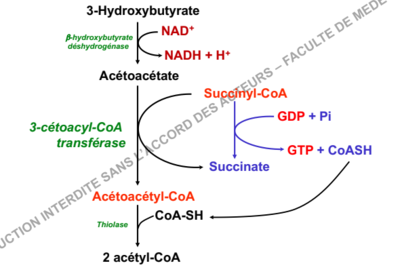 Capture d’écran 2018-11-03 à 21.11.07.png