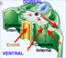 Capture d’écran 2018-11-16 à 20.39.56.png