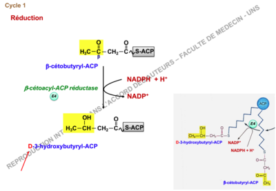 Capture d’écran 2018-11-17 à 01.47.56.png