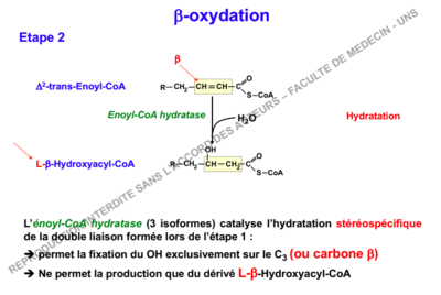 Capture d’écran 2018-11-17 à 02.34.22.png