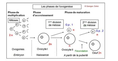 ovogénèse 2.jpg