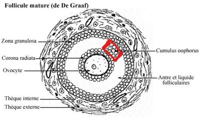 follicule 2.jpg