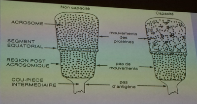 zone équatoriale.PNG