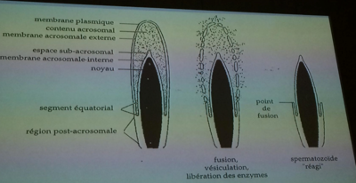 zone équatoriale 2.PNG