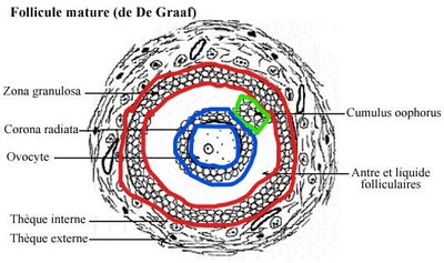 follicule 3.jpg