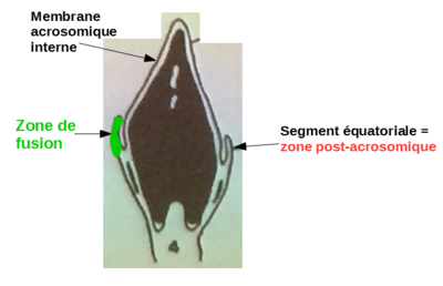 Zone de fusion 2.PNG
