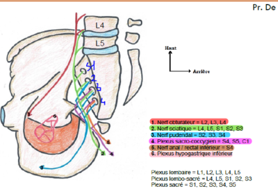 parois nerveuses.PNG