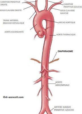 Anatomie de l'Aorte.jpg