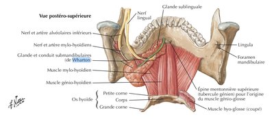 Vue supérieure - génio et mylo hyoïdien.jpg