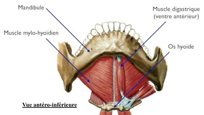 Vue inférieure - Digastrique.jpg