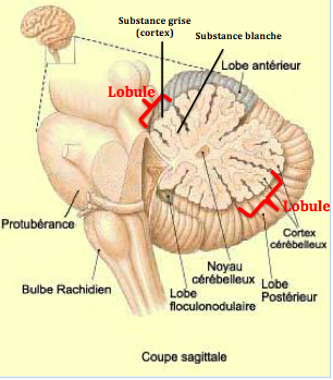 Capture d’écran 2019-02-04 à 13.52.17.png