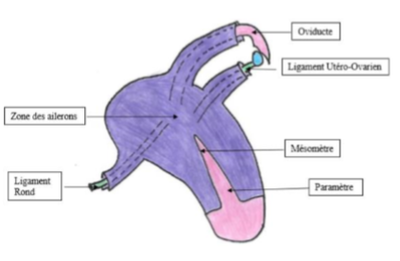 utérus (2).png