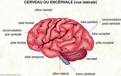 042-cerveau-vue-laterale.jpg