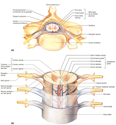 meninges cord theses.ulaval.ca .png