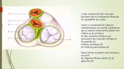 L%u2019axe+conjonctif+des+valvules+provient+de+la+charpente+fibreuse+ou+squelette+du+cœur..jpg