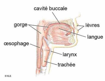 larynx-1_ng_responsive_half.jpg