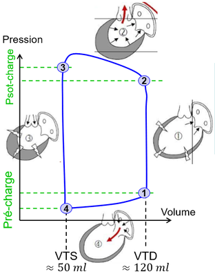 biophy-cardiaque_graphique-pression-volume.png (74.92 Kio) Vu 308 fois biophy-cardiaque_graphique-pression-volume.png