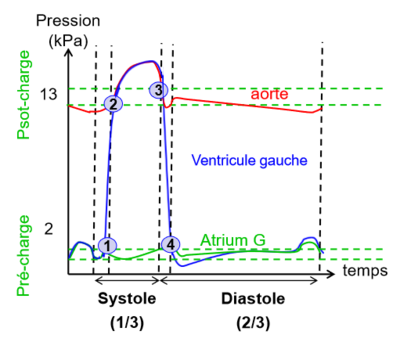 biophy-cardiaque_graphique-pression-temps.png (38.75 Kio) Vu 308 fois biophy-cardiaque_graphique-pression-temps.png