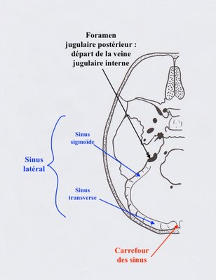 sinus lat explications.jpg
