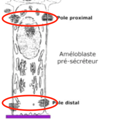 Capture d’écran 2019-03-17 à 21.28.41.png