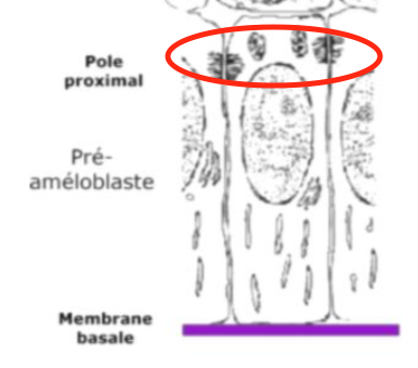 Capture d’écran 2019-03-17 à 21.32.18.png