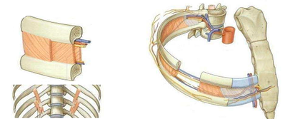 pédicule intercostal.png