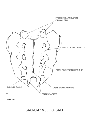 sacrum DOS L.gif