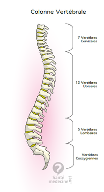 http___static.commentcamarche.net_sante-medecine.commentcamarche.net_faq_images_An5T4x5f-colonne-vertebrale.png