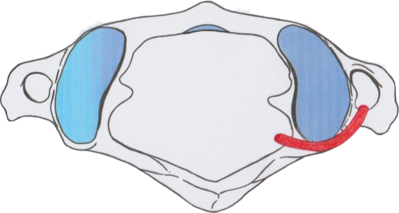 atlas + artère vertébrale découpésw- copie.png