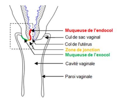 Figure13partielleSchemaLocalisationExocolEndocolEtZoneDeJonction.JPG