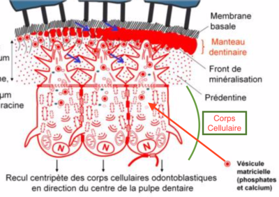 Capture d’écran 2019-03-27 à 10.56.09.png