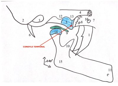 CONDYLE TEMPORAL.jpeg