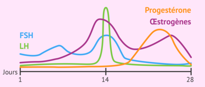 evolution-des-concentrations-hormonales.png