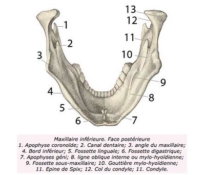 ligne mylo-hyoïdienne .jpeg