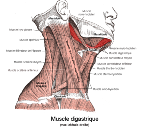 300px-Muscle_digastrique_1.png