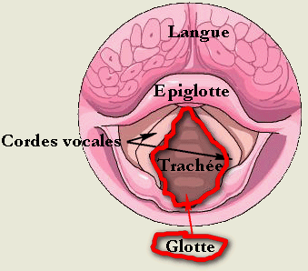 larynx-06.gif