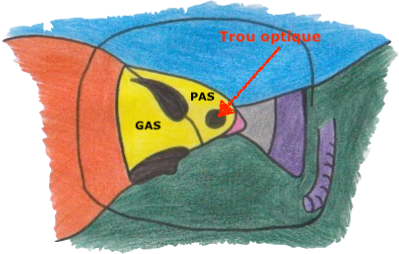cavité orbitaire découpé.png