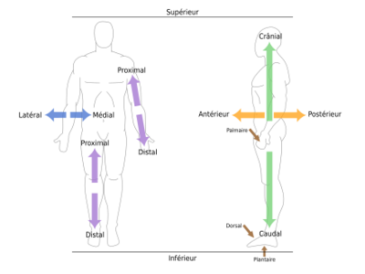 440px-Anatomical_directions_(fr).svg.png