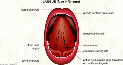 056-langue-face-inferieure.jpg