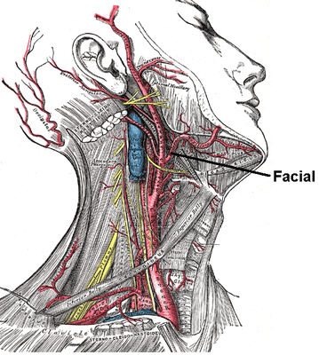 Facial_artery.png
