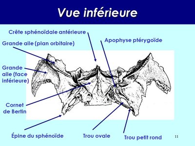 Vue+inférieure+Crête+sphénoïdale+antérieure+Apophyse+ptérygoïde.jpg