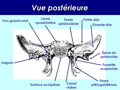 Vue+postérieure+Lame+quadrilatère+Fente+sphénoïdale+Petite+aile.jpg